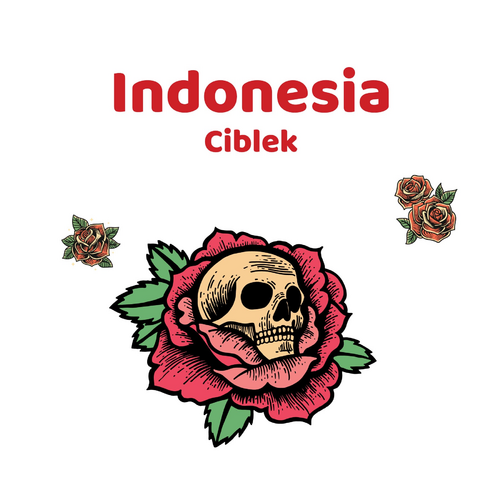 Indonesia Ciblek