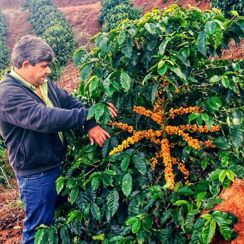 24/25 Brezi̇lya Si̇ti̇o Cafundo Natural/espresso