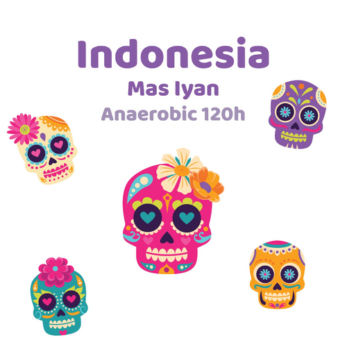 Indonesia Mas Iyan Anaerobic 120h