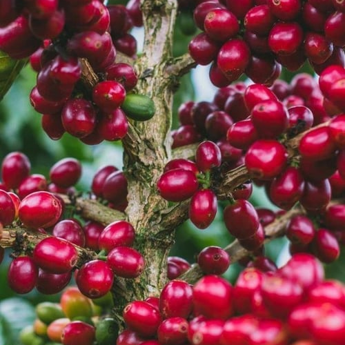 Colombia / Monteblanco / Blueberry Washed