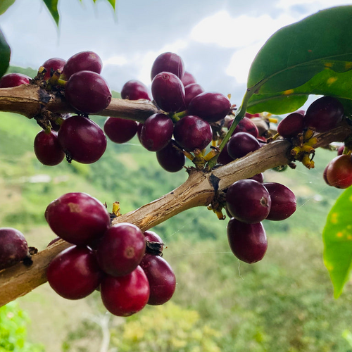 Jesus Barahona - Finca Buena Vista - Geisha - Natural - Colombia - 2023