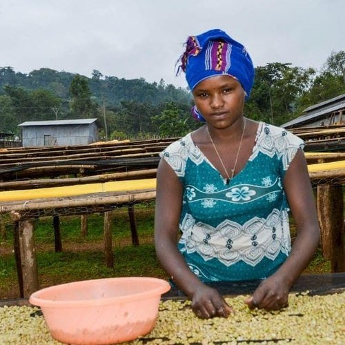 Ethiopia / Gera Farm / Washed