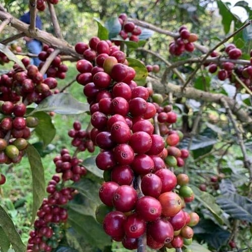 El Salvador / Las Marias / Natural