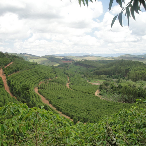 Pe De Cedro - Pulped Natural - Brazil - Espresso - 2023