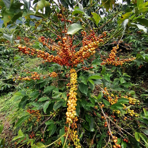 Miller Bustos - Finca El Mirador - Papayo - Natural - Colombia - 2023