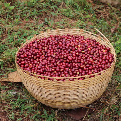 2024 Crop/kolombi̇ya Rogeli̇o Espi̇noza La Boni̇ta/java Natural Anaerobi̇k