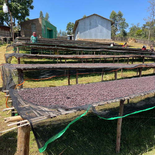 Rumudamo - Anaerobic Washed - Ethiopia - 2023