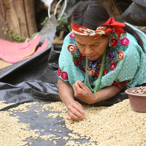 Espresso/guatemala Anti̇gua Pacamara Yikanmiş