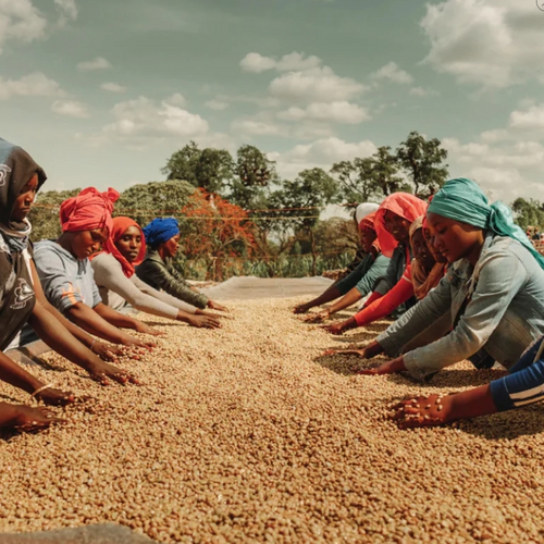 Espresso/eti̇yopya Kaffa Biftu Gudi̇na/yikanmiş