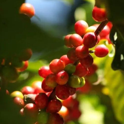 Brazil / Primavera / Pulped Natural