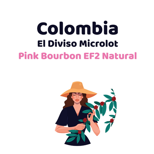 Colombia – El Diviso Microlot