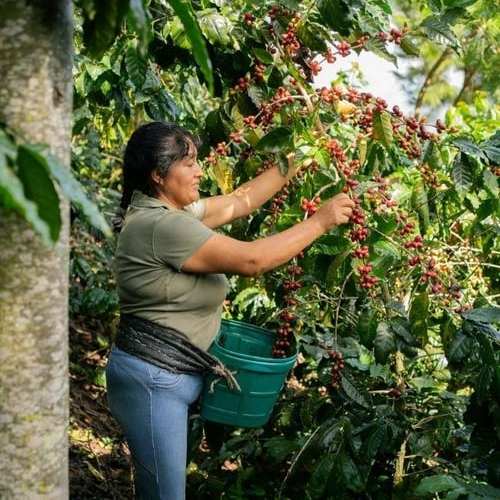 Peru / Aromas Del Valle / Washed