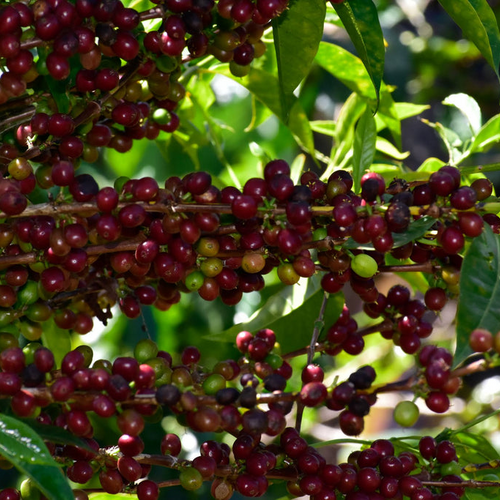 Tomas Ganamo - Bombe - Natural - Ethiopia - 2023