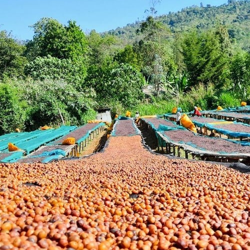 Ethiopia / Aricha / Natural