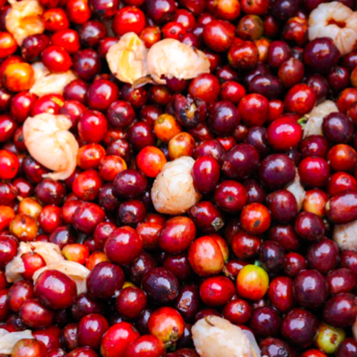 Kolombi̇ya – Santa Monica – Castillo Washed Lychee