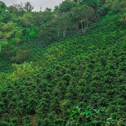 Colombia / El Porvenir / Ef Natural