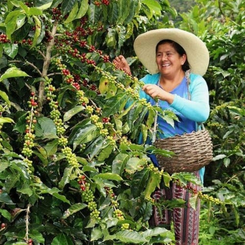 Peru / Cenfrocafe / Water Decaf